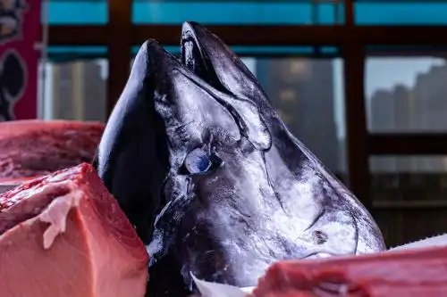 蓝鳍金枪鱼 金枪鱼