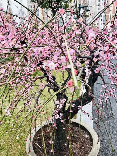 腊月梅花盛开,拍摄于闵行梅园.