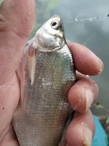 江鳊姗姗来迟,作钓孙桥河的一些个人经验. - 钓鱼之家