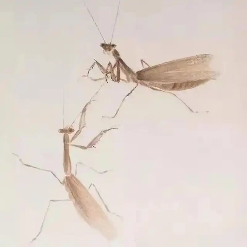 工笔画|螳螂