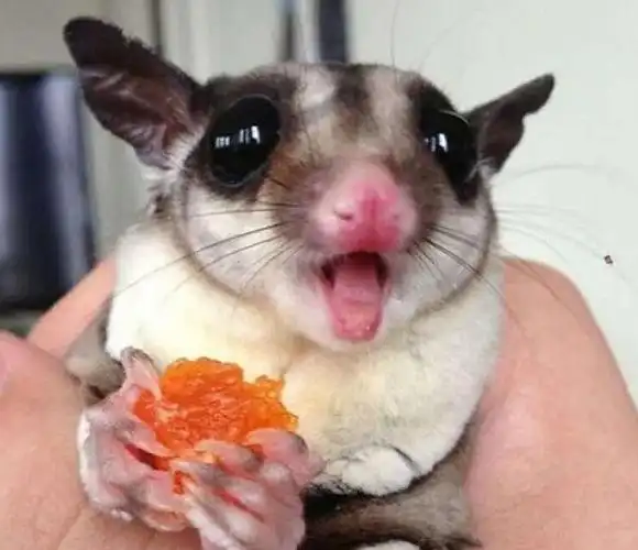 和很多宠物一样,蜜袋鼯也是需要根据自身的品级来划分价格的,不同品级