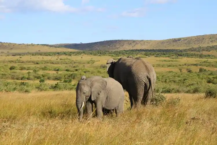 大象一家三口,可惜错失机会没拍到在一起的镜头