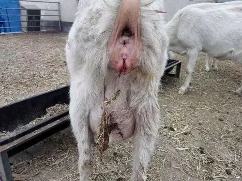 母羊产后护理及疾病预防