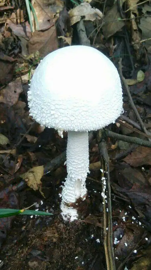 能吃吗 2014-03-23 灰指甲是什么菌有人懂这个吗?很烦恼!