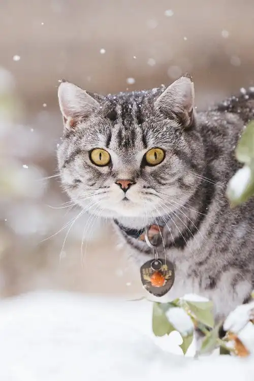 萌宠初冬日记##你那里开始下雪了吗