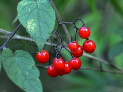 抗癌中草药白英中药药性