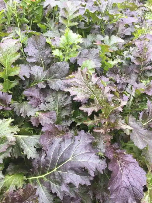 半红半绿的雪里红菜