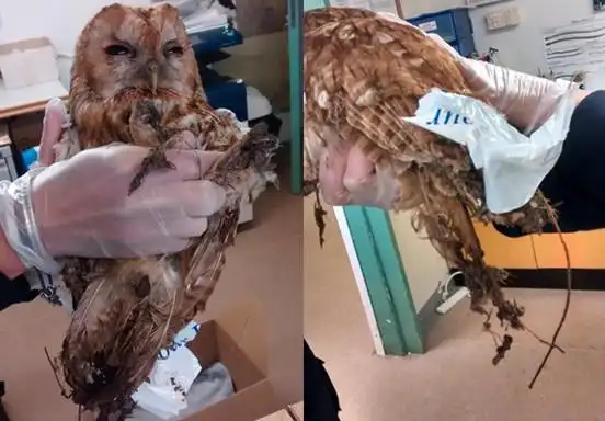 猫头鹰遇胶水陷阱动弹不得 欲挣脱黏更紧