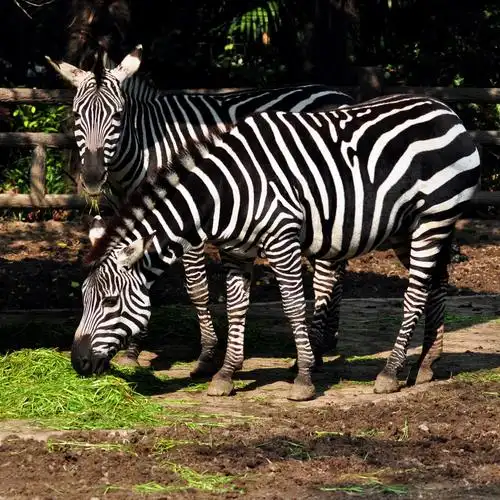 【安静吃草的斑马摄影图片】上海动物园生态摄影_太平洋电脑网摄影