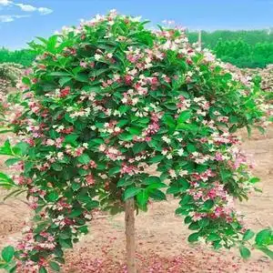 五彩锦带花树苗别墅庭院树园林风景绿化木丛生红王子花苗盆栽花卉