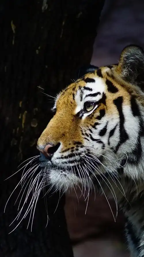 虎侧视图,影子 1080x1920 iphone 8/7/6/6s plus 壁纸,图片,背景,照片
