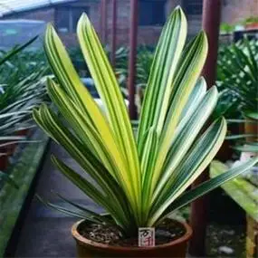 金丝鸳鸯盆栽绿植花卉绿植君子兰种子兰花盆栽圆头和尚彩兰