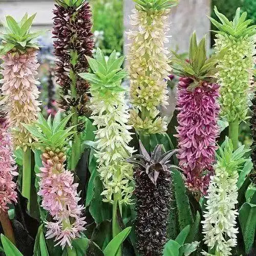 奇特的凤梨百合