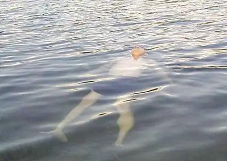 闹市城中河现脚戴铁链女性浮尸 近百名市民围观