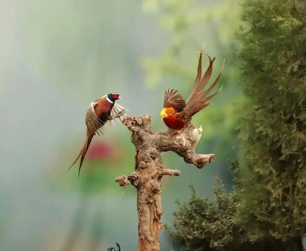 红腹锦鸡,白腹锦鸡, - 抖音