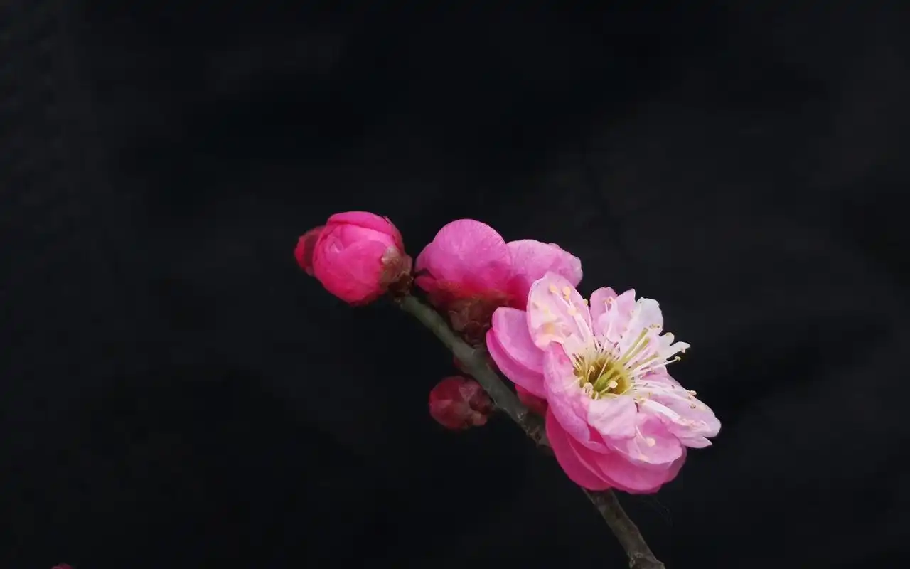 冬日梅花微距特写高清桌面壁纸