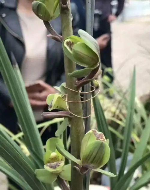 最名贵的秦岭蕙兰品种(陕西兰博会上有一盆蕙兰新种荷瓣惊艳众人)(5)