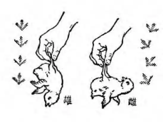 如何辨认小鸡雌雄