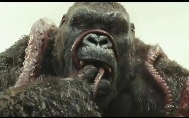 金刚骷髅岛精彩片段二金刚手撕巨型章鱼