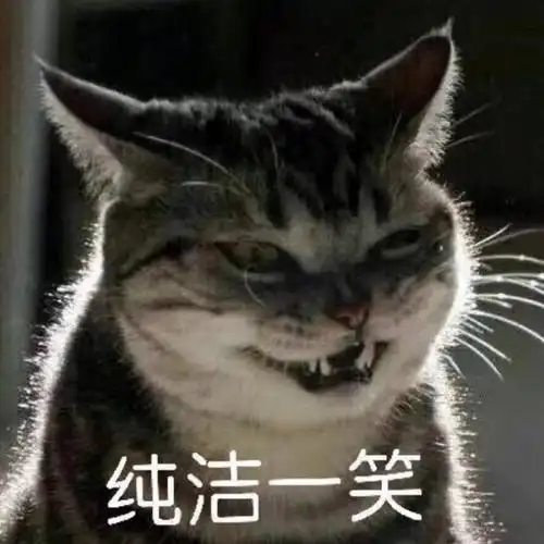 纯洁一笑猫咪猫咪纯洁一笑表情