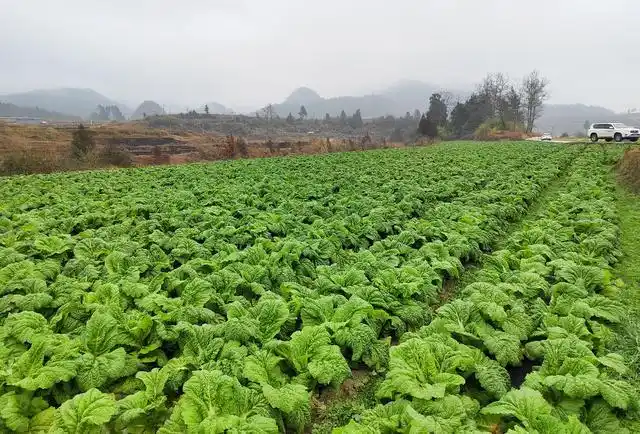 惠水岗度:织好坝区"菜篮子" 鼓足群众"钱袋子"