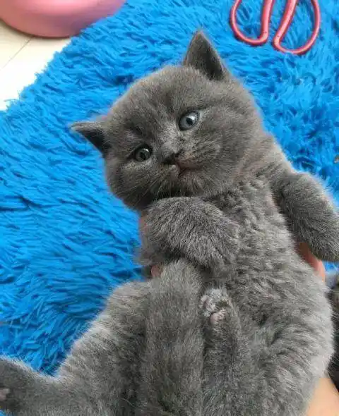 英短蓝猫几个月发腮?(英短蓝白猫几个月发腮)-得宠网