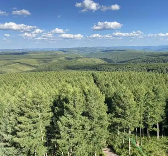 图为8月9日拍摄的塞罕坝机械林场林海景观.