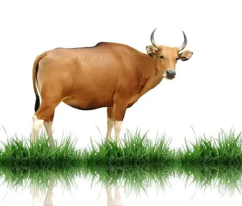 动物牛的摄影图片