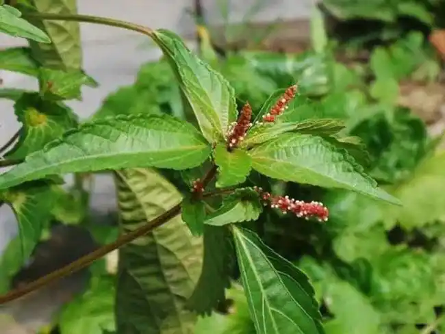 海蚌含珠,蚌壳草,小红孩,鸡蛋稠