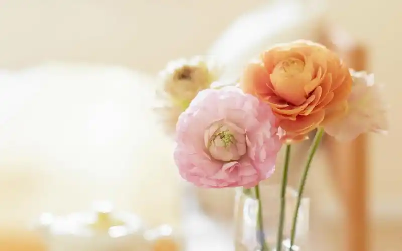 壁纸摄影家居饰品花