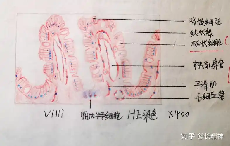 小肠绒毛4,消化管甲状腺3,内分泌系统中动脉2,循环系统血涂片1,血液