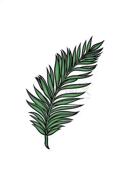 教你画棕榈叶