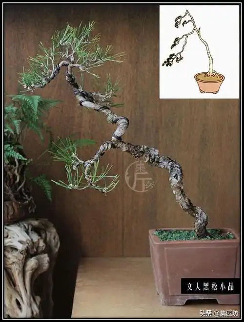 从有法到无式3类斜干式盆景造型参考因材制宜是王道