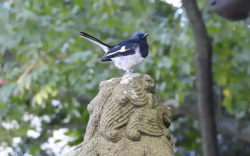 石狮子头顶的活泼圆球小鸟