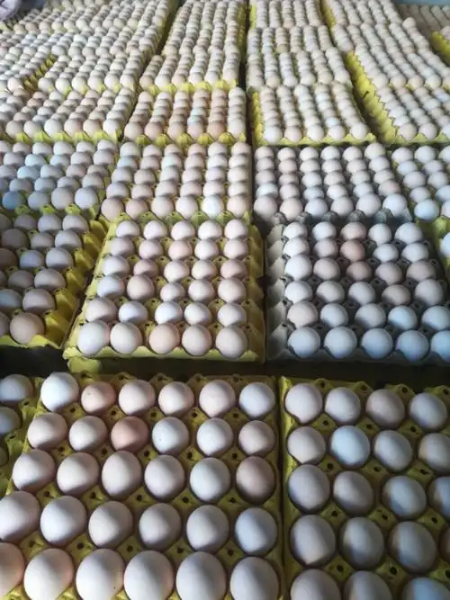 我还是选择做,自己看一下吧,隔壁村里养殖户说的,鸡蛋堆了几千框,疫情