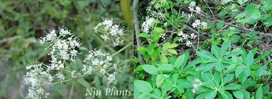 国家重点保护野生植物明党参