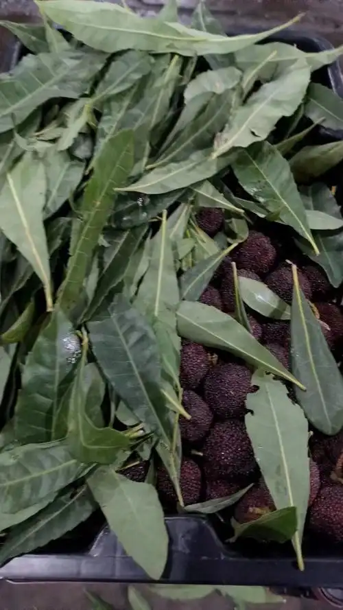 什么!现在就有杨梅啦?零售价每斤超100元_腾讯新闻