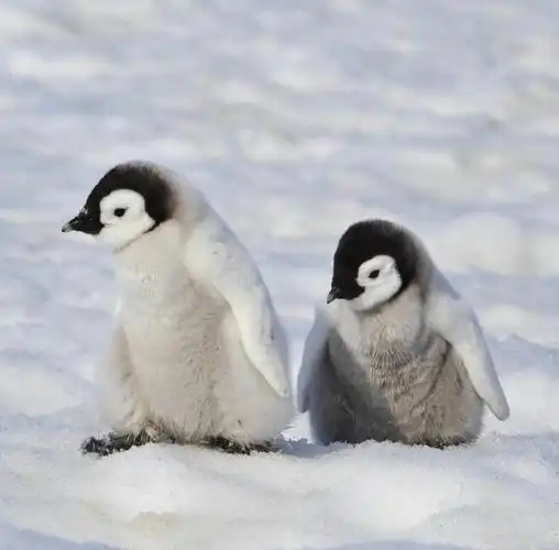 今日份的治愈小企鹅也太可爱了吧