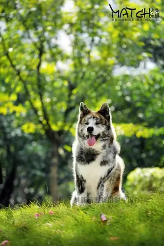广州【虎斑色秋田犬一枚】---吴新杭