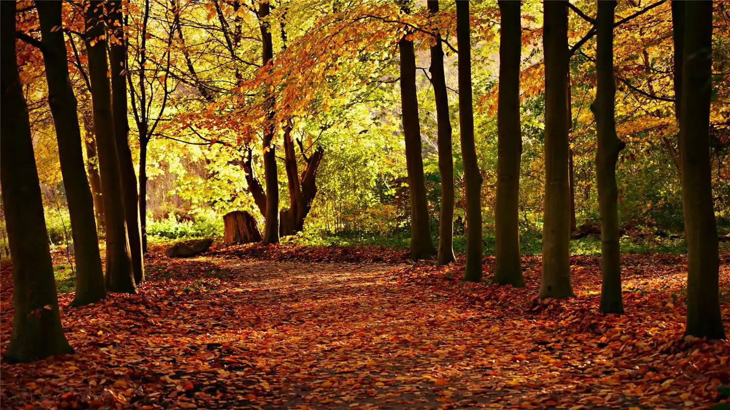 深秋落叶森林高清桌面壁纸_风景壁纸_壁纸下载_美桌网