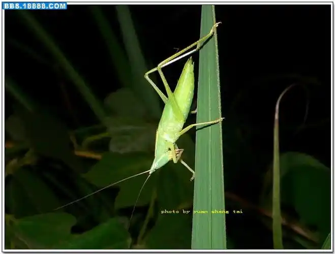 浅谈优草螽的生活习性