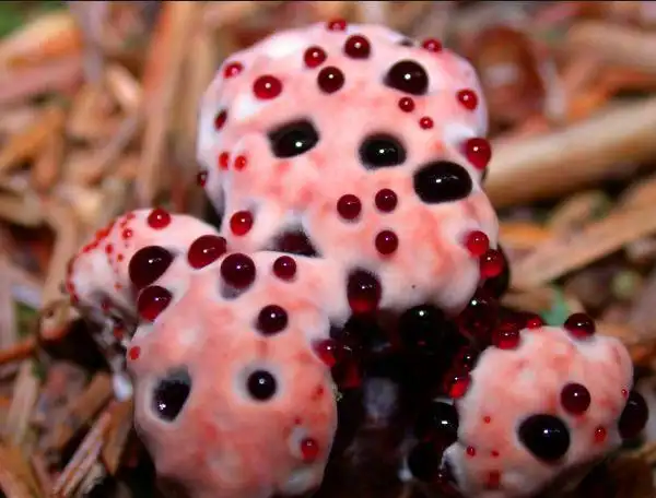 旅游团野外发现会流血的蘑菇,没想到导游的话让众人疯抢!