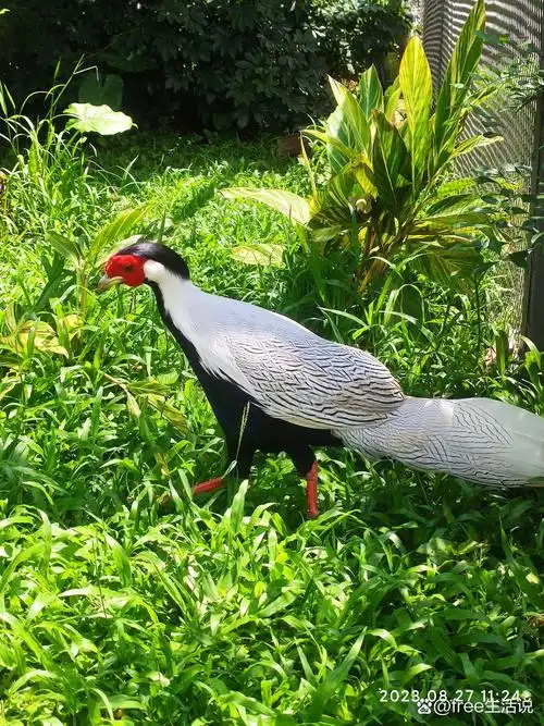 广东省省鸟-白鹇