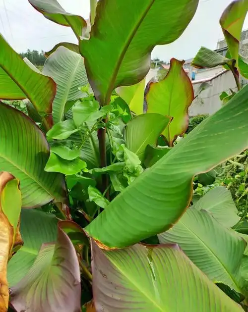农田里的芭蕉芋以前喂猪现在人吃已经很少见了