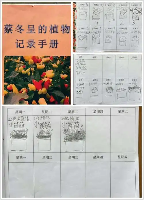 观察植物生长过程,学习日记