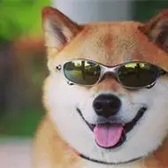 超高人气柴犬呆萌头像治愈系可爱狗狗