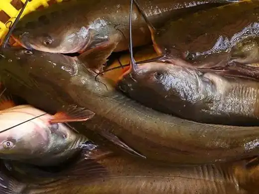 鮰鱼是什么鱼 什么是鮰鱼第1步