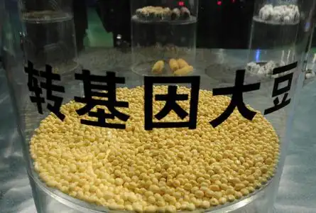 转基因作物照片