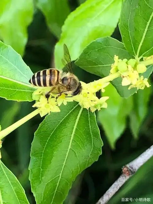 原创图文小诗:枣花