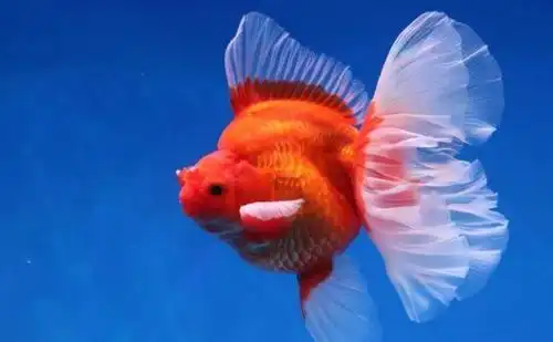 尾巴最漂亮的八种金鱼最后一种能玩出彩的人不多